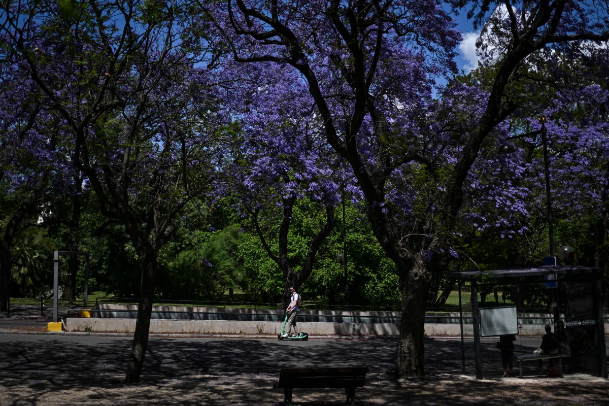 بالصور- لشبونة الزاخرة بأشجار الجاكاراندا تكتسي بالأزرق والبنفسجي كل ربيع